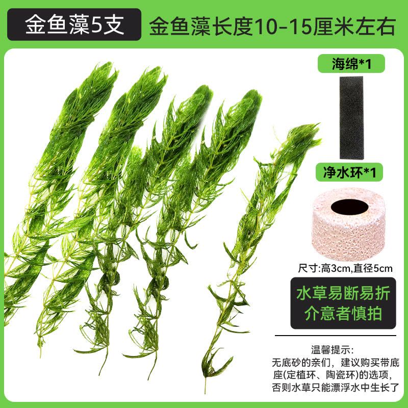 金鱼藻蜈蚣草水草植物绿菊鱼缸造景水培真草养鱼草缸绿植净水新手图片