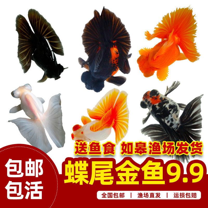 5 6cm蝶尾随机色1条蝶尾金鱼冷水观赏鱼活体好养耐活淡水小型鱼苗宠物鱼活体鱼小金鱼报价 参数 图片 视频 怎么样 问答 苏宁易购