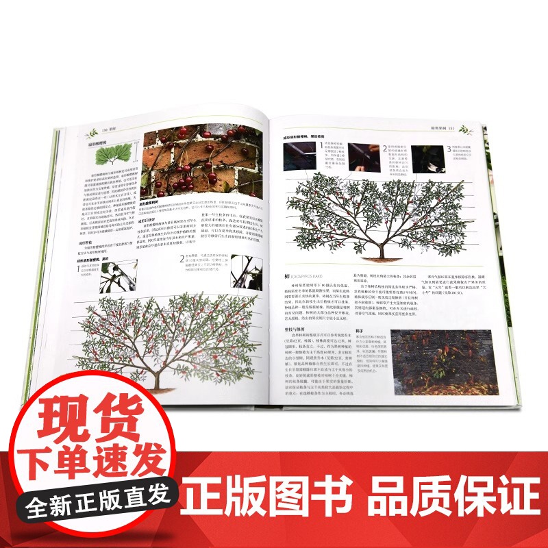 DK英国皇家园艺学会园艺修剪手册 DK联合英国皇家园艺学会(RSH)倾力打造 呈现800余种植物的修剪技巧和窍门 宝典在高清大图