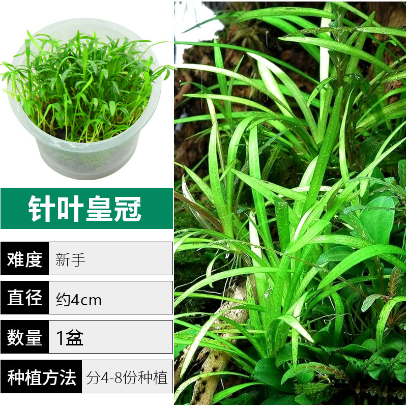 爬地矮珍珠前景水草植物日本水下叶鱼缸造景水培真草古法养鱼趴地