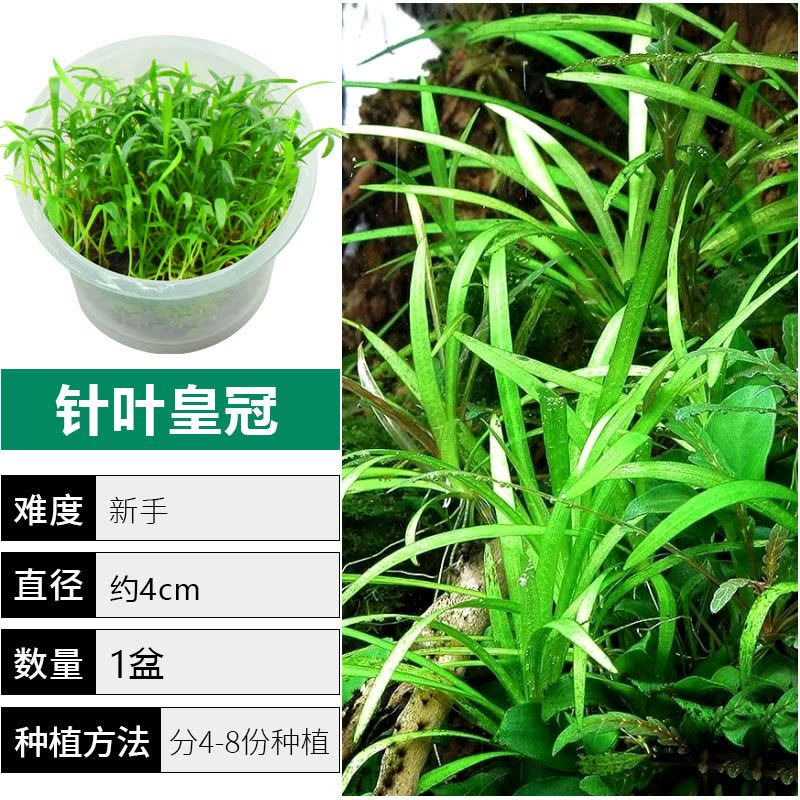 爬地矮珍珠前景水草植物日本水下叶鱼缸造景水培真草古法养鱼趴地图片