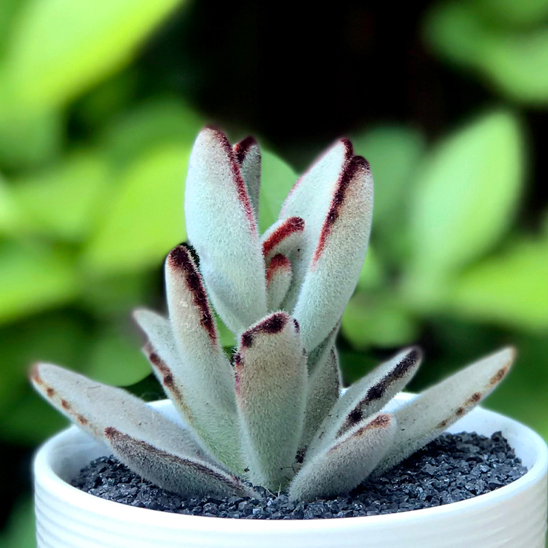 津沽园艺花卉绿植盆栽多肉植物盆栽肉肉植物含盆土多肉植物白瓷盆套装1套图片 高清实拍大图 苏宁易购