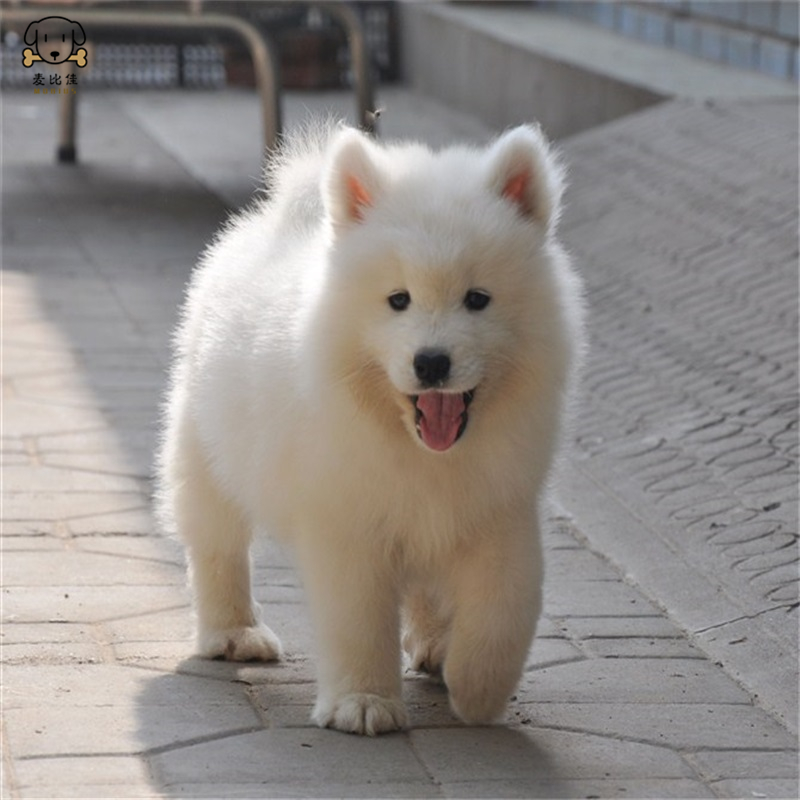 麦比佳 萨摩耶犬幼犬 萨摩耶犬狗狗活体纯种血统中大型雪橇犬萨摩大骨架熊版澳版微笑天使纯白色萨摩耶宠物狗狗高清大图
