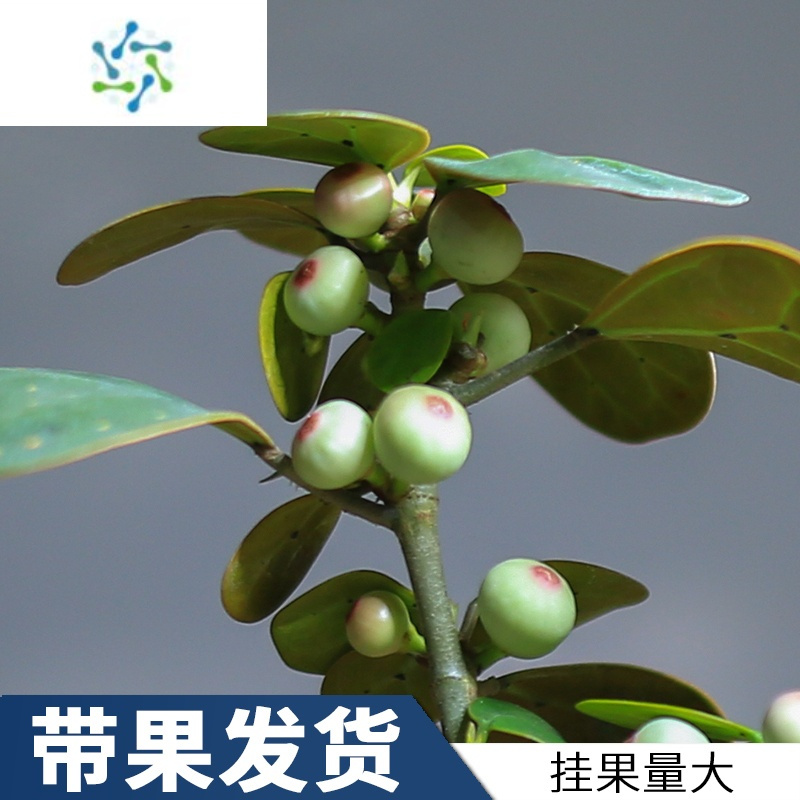 三维工匠小盼菩提盆栽花卉带果好养室内桌面植物办公室绿植菩提树盆景