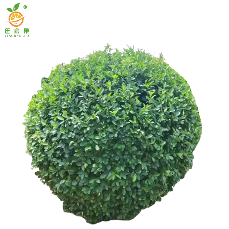 廷豪果 卫矛球 冠幅60公分 /棵高清大图