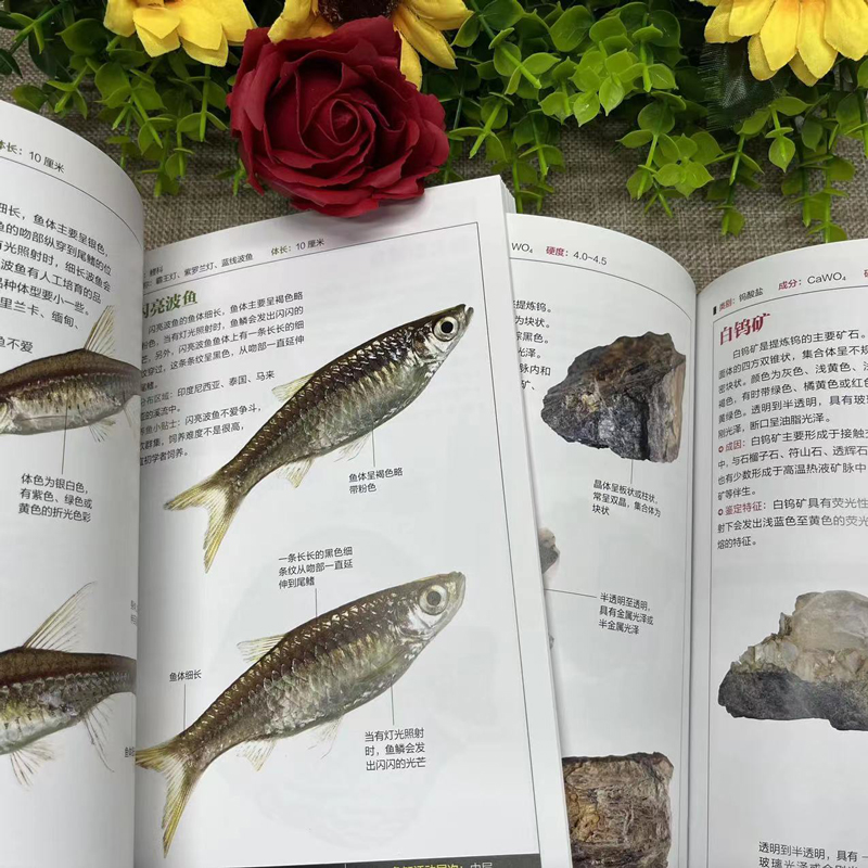 [正版]铜版纸全2册观赏鱼图鉴+矿物与岩石图鉴鱼缸观赏鱼养殖热带海水鱼淡水鱼冷习性辨认各种矿物与岩石自然科学收藏鉴赏岩高清大图