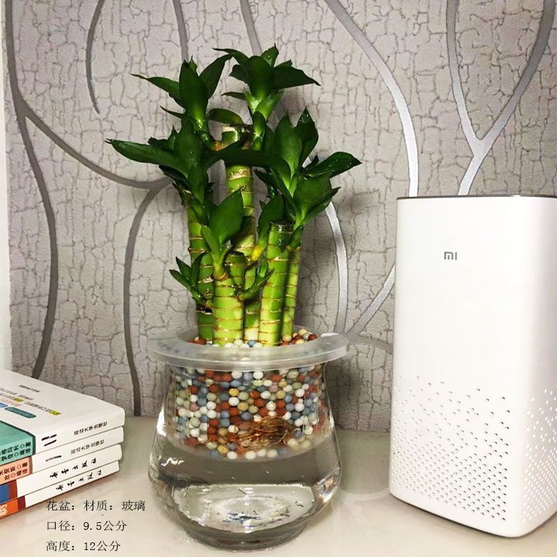 荷花竹小型盆栽文昌竹室内花卉好养绿植水培植物富贵竹子夏季水养