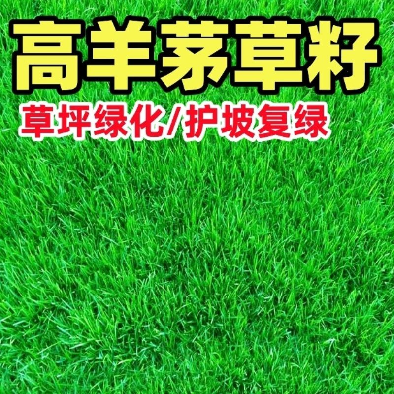 诚智旺 高羊茅草籽 白标 净籽/千克高清大图