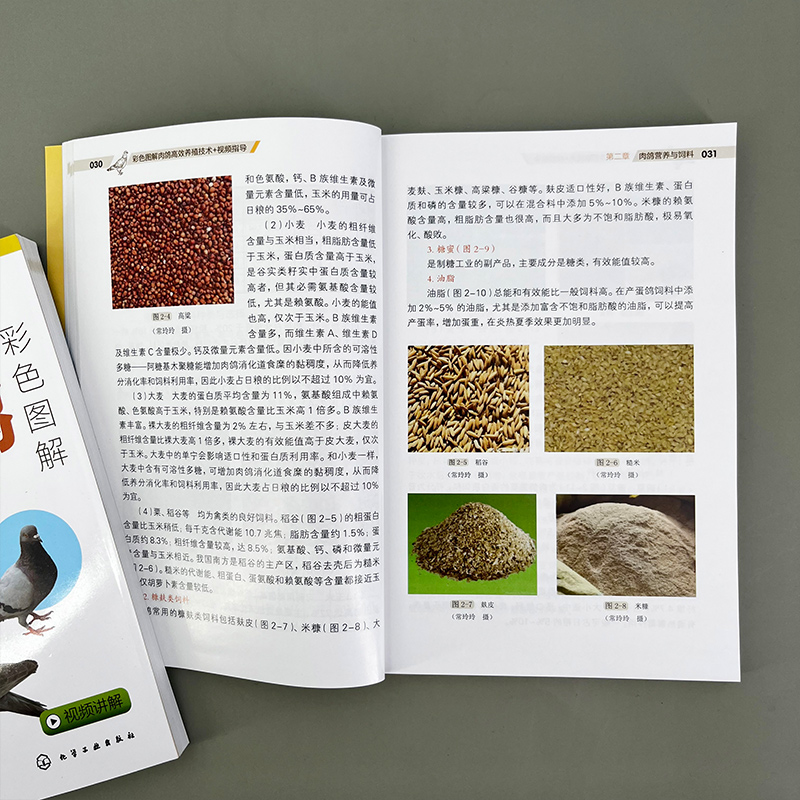 [醉染正版]彩色图解肉鸽高效养殖技术视频指导 肉鸽选种 疾病防治 肉鸽营养饲料 养鸽场建设 鸽产品加工营销 肉鸽养殖企业高清大图