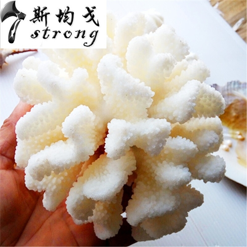 天然海螺贝壳精品白珊瑚摆件鱼缸水族造景珊瑚家居招财树