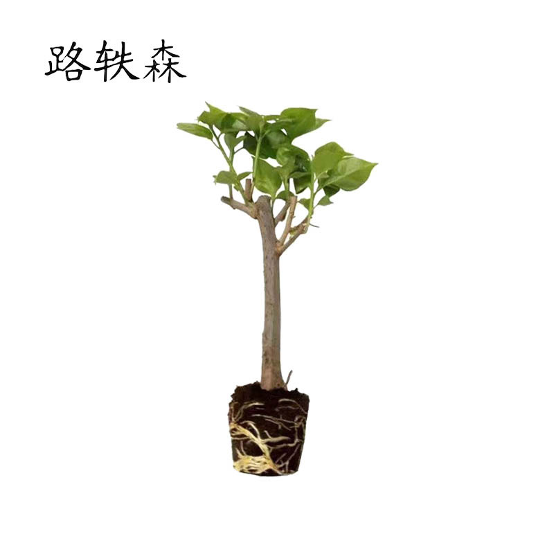 路轶森 三角梅 1m 棵高清大图