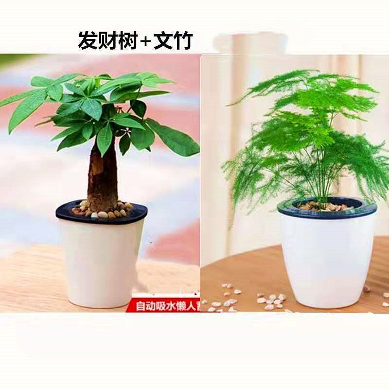 含花盆多肉植物仙人球多肉盆栽室内花卉花苗芦荟盆栽植物室内四季发财树 文竹含盆土报价 参数 图片 视频 怎么样 问答 苏宁易购