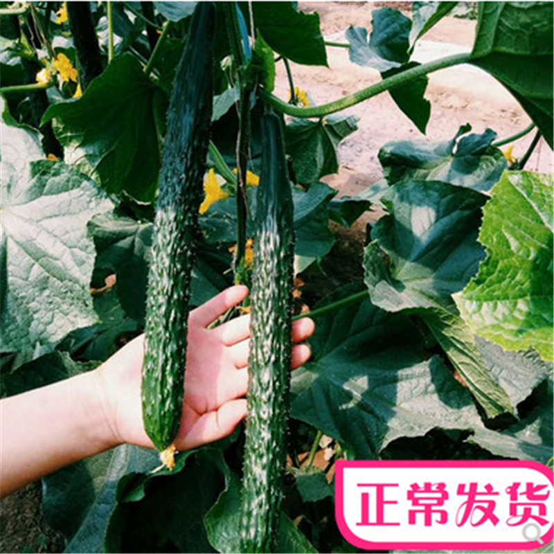 亮帅黄瓜种子长黄瓜蔬菜种子四季播高产油亮抗病基地用种易种