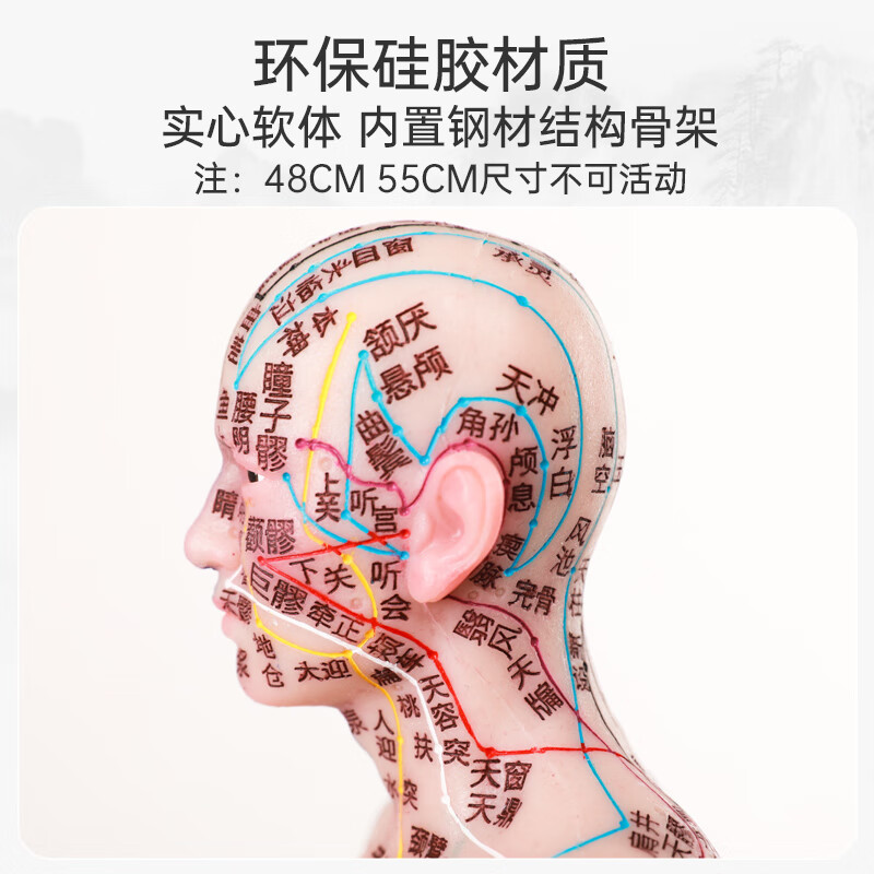 人体模型