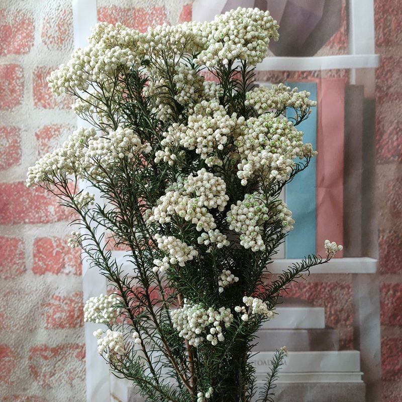 永生花小米花干花花束森系客厅家居装饰摆设拍摄道具diy花材永生小米花 深粉 报价 参数 图片 视频 怎么样 问答 苏宁易购