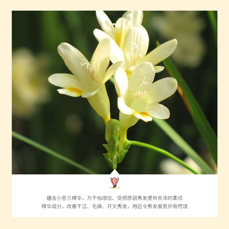 泊泉雅流光暖情香氛洗发露改善毛躁柔顺发丝清爽洗头膏