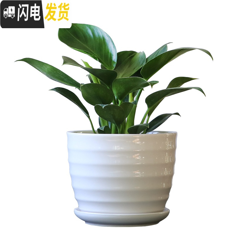 三维工匠花盆陶瓷家用大号带托盘简约塑料绿萝肉肉吊兰多肉小花盆 单个中号208水滴黑 大花盆容器