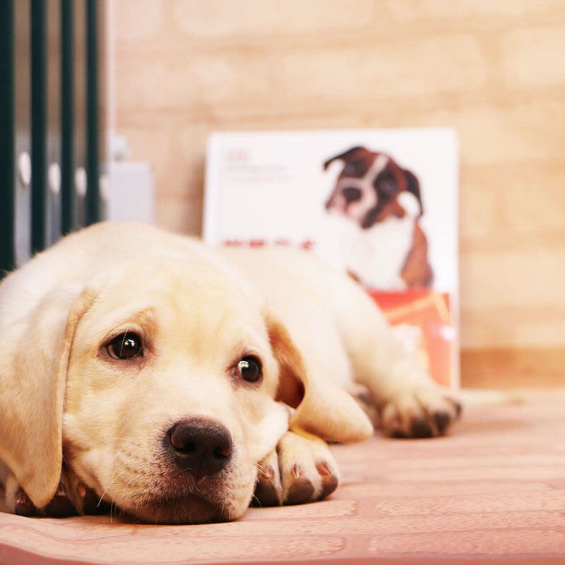 多多名宠拉布拉多幼犬导盲犬拉布拉多幼犬小型犬宠物狗狗中大型犬宠物级血统级均有图片