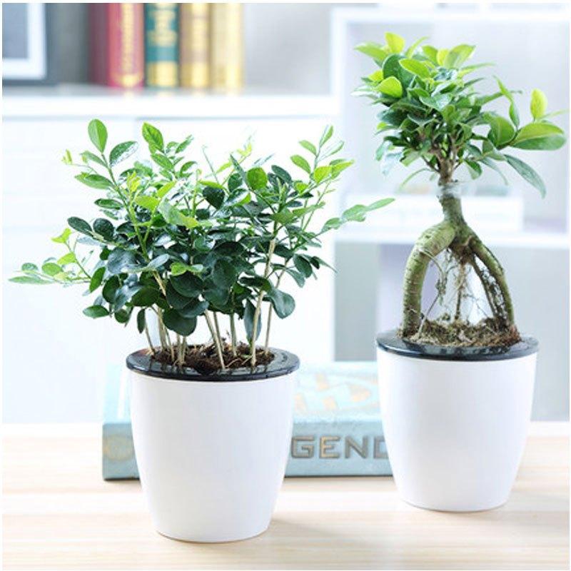 （带盆栽好）幸福树花卉绿植盆栽荷花竹虎皮兰室内办公室水培植物兰常青藤多功能时尚创意生活日用园艺用品花卉观叶植物