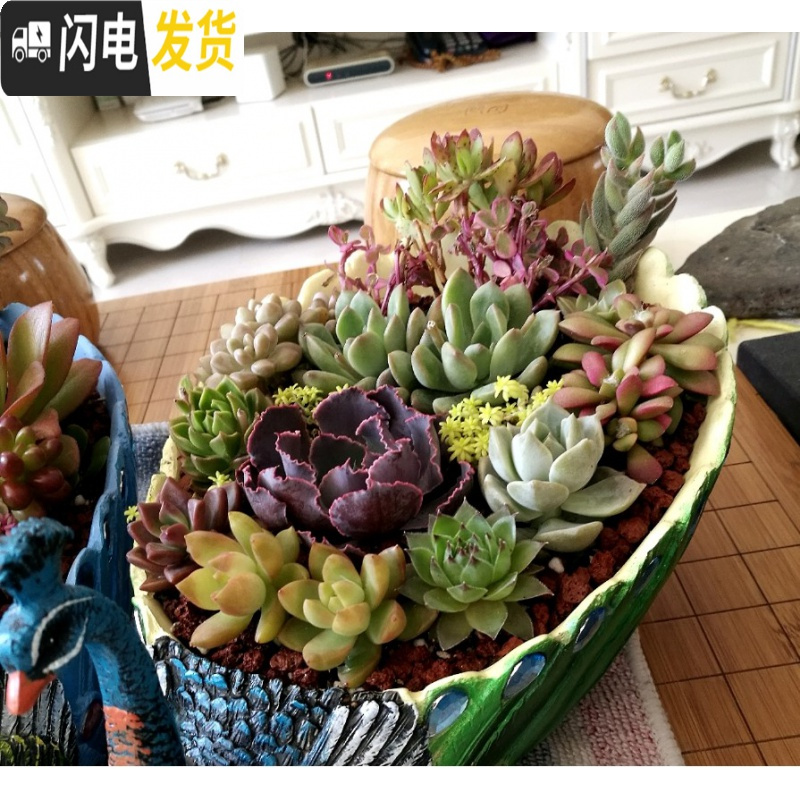 三维工匠创意个性大号口径凤凰孔雀长方形动物多肉植物花盆树脂工艺品摆件 绿色大孔雀 大花盆容器
