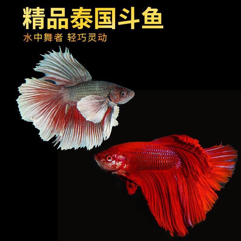 泰国斗鱼半月狮王将军马尾母斗鱼观赏鱼热带鱼活体宠物淡水鱼 榄仁叶6片