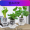 发财树盆栽花卉室内绿植绿萝办公室懒人盆栽水培植物玫瑰观叶植物