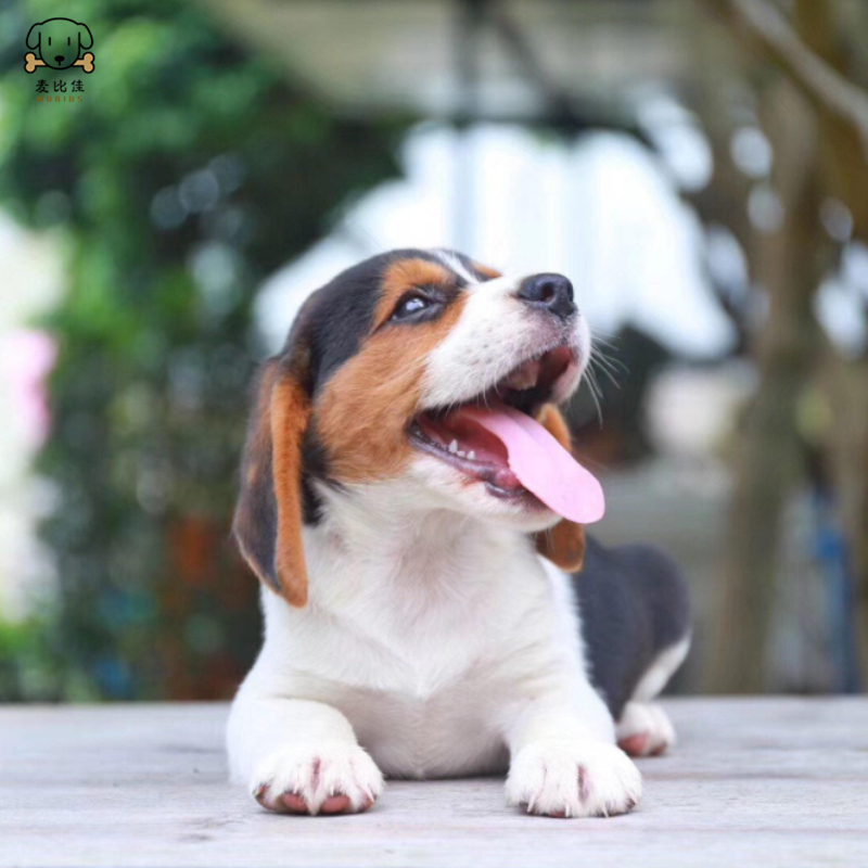 麦比佳宠物比格狗狗活体花色比格犬幼犬纯种血统级比格短毛米格鲁猎兔犬比格猎狗高智商家养中小型犬视频挑选高清大图