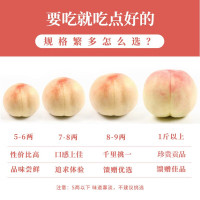 [顺丰空运桃王]正宗江苏无锡水蜜桃 阳山老蔡桃庄 现采现摘 单果8-9两 6只装 可撕皮滴水软桃 新鲜水果 现摘现采现发