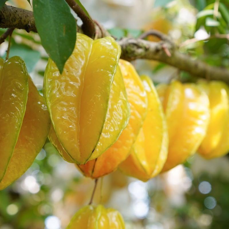 下河杨桃新鲜酸甜多汁当季时令下火降火南方水果热带 杨桃6个装