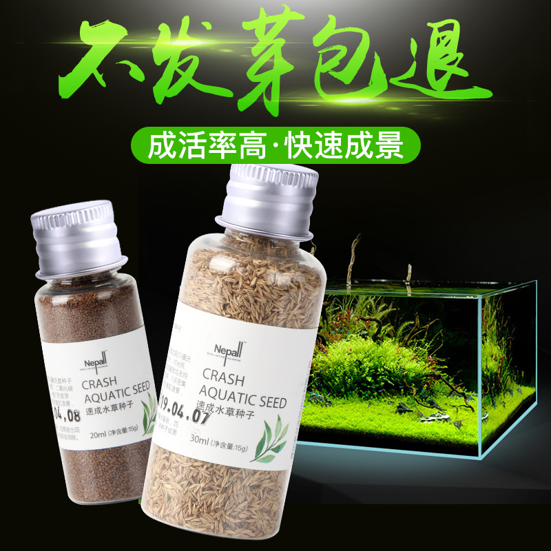 鱼缸水种子装饰水泥真水造景水懒人水前景水植物高清大图