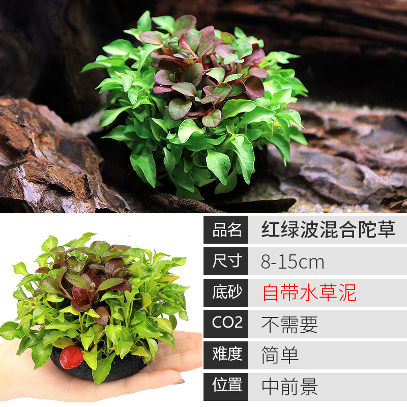 大九叶皇冠草真水草鱼缸装饰懒人水草淡水有茎类中后景性草