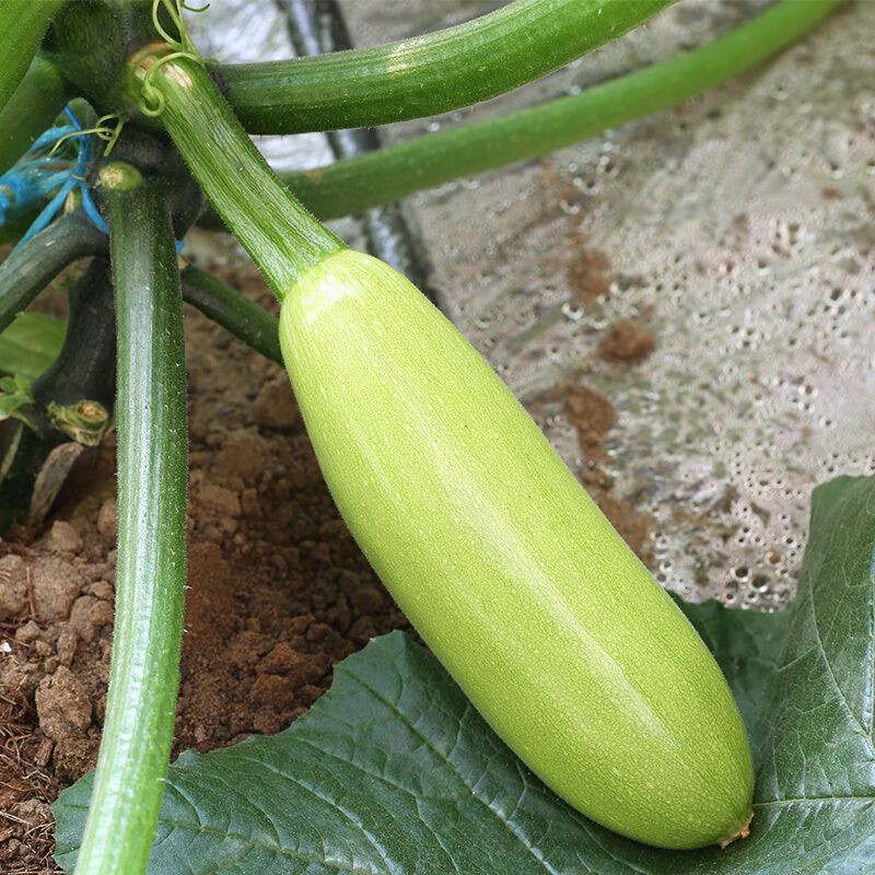 生瓜一袋