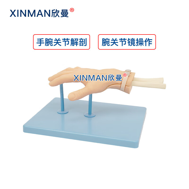 欣曼科教 腕关节镜检查操作训练模型 腕关节解剖模型XM-WL108高清大图