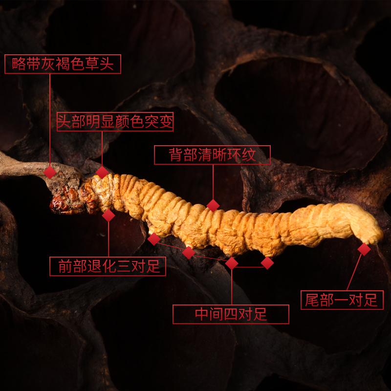 半山农 冬虫夏草 西藏那曲高海拔虫草 5条/1克