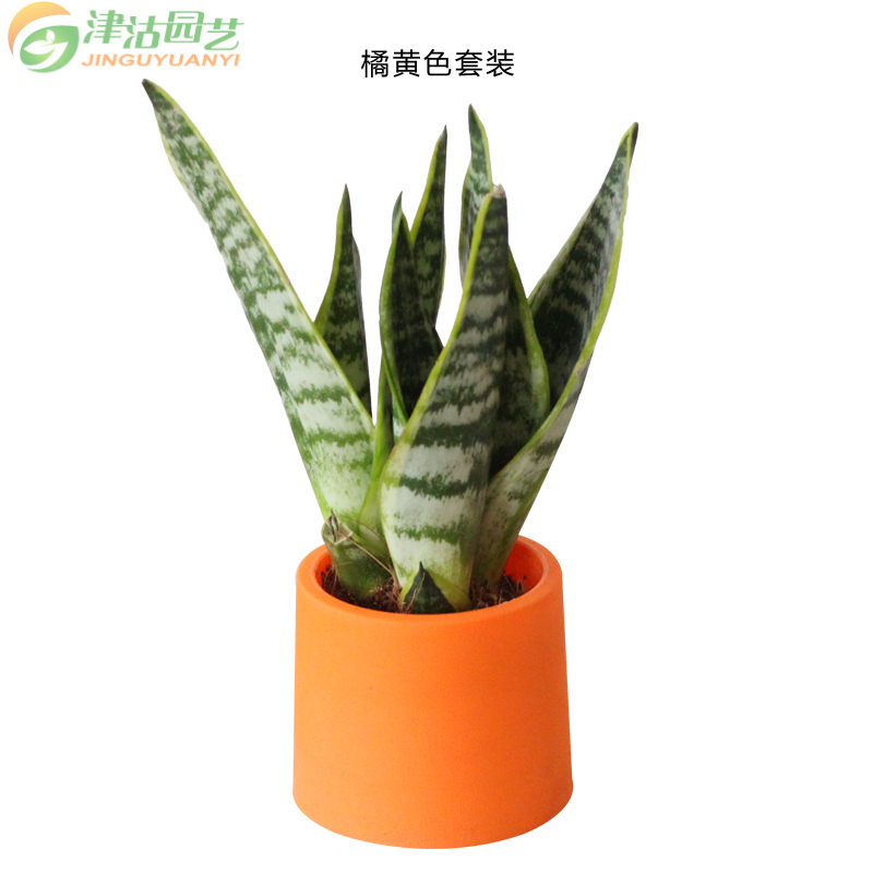 津沽园艺 虎皮兰套装 彩色筒状花盆 虎尾兰 办公室桌面植物 室内绿植 橘黄色盆款
