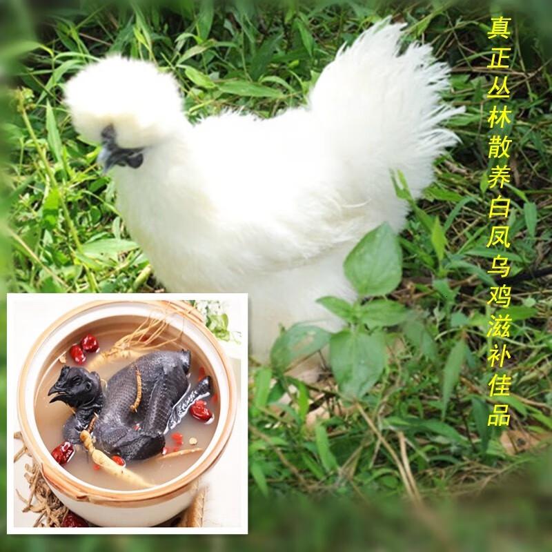 泓花会生鲜谷物散养新鲜乌鸡1只1500克 C高清大图