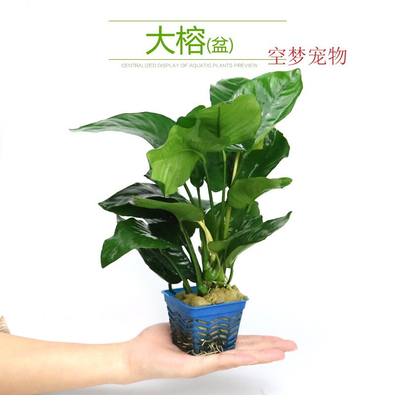 鱼缸水族箱造景水榕沉木水淡水无土植物后景宫廷真水绿菊高清大图