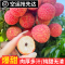 2025高州桂味荔枝5斤装现摘现发果园品质清甜无渣顺丰冷链空运(广东省内收货地址)