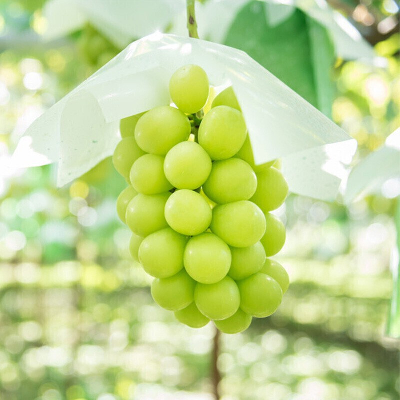 [顺丰冷链]云南阳光玫瑰葡萄/提子 原箱1kg装 无籽香印青提 当季新鲜