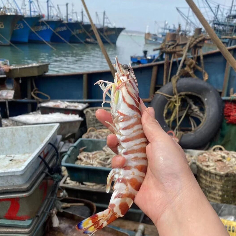 [国产][已通过核酸检测]沈志雄船长东山岛海捕海鲜大斑节虾竹节虾明虾九节虾虎虾基围虾 400g/6-8条/盒 2盒装高清大图