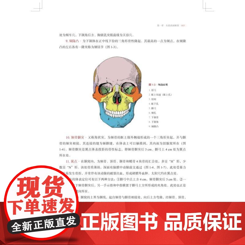 人体表面解剖图解 国海东牟芳芳主编上海科学技术出版社西医基础医学图书高清大图