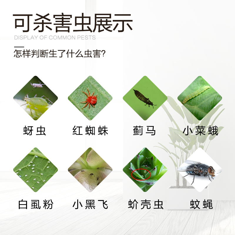 坤宁王 植物盆栽花草通用喷雾红蜘蛛蚧壳虫介壳虫蚜虫蔬菜 花卉杀虫剂500ml