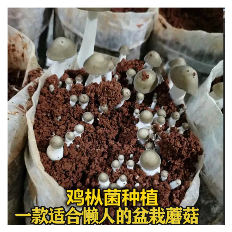 鸡枞菌种高产种子三菌伞把菇荔枝菌云南贵州食用菌菇包人工种植
