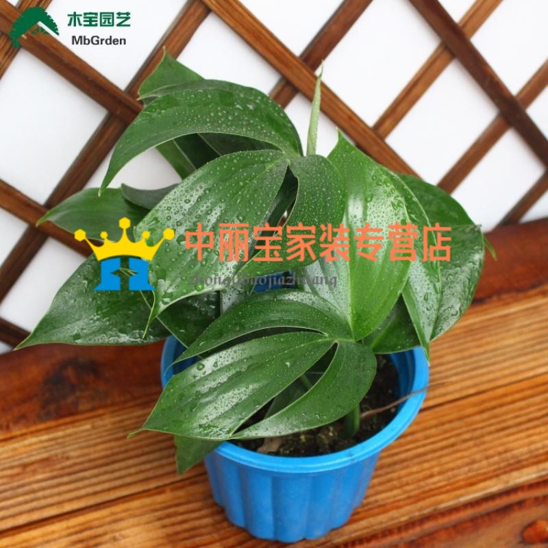 室内植物麒麟叶盆栽 桌面阳台绿植麒麟尾 水培