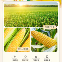 金龙鱼优选玉米油5.43L非转基因压榨炒菜烹饪食用油清淡不油腻