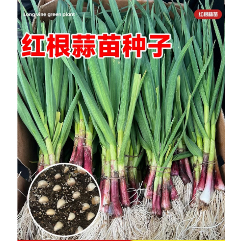 香蒜种子 10斤高清大图
