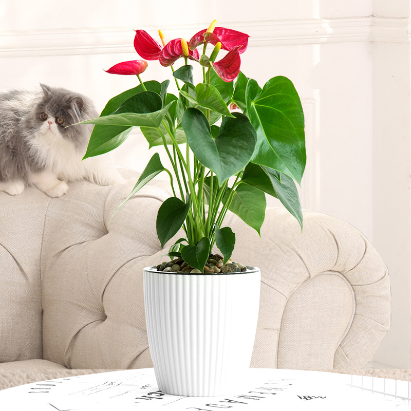 红掌盆栽水培植物盆栽弹痕花卉植物白掌室内一帆风顺水养红掌桌面好养