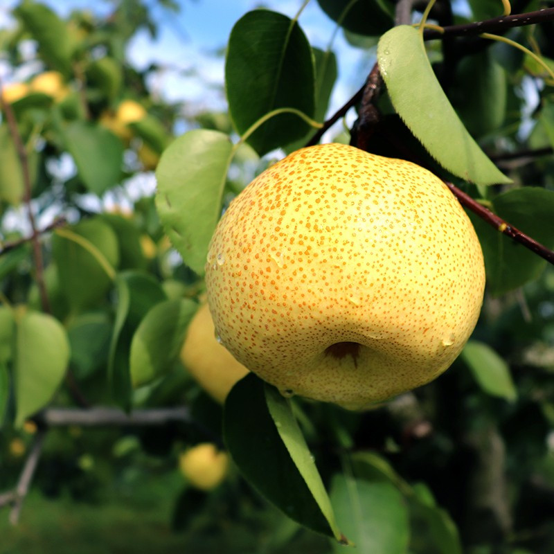 冠町 砀山贡梨 酥梨子 新鲜水果 带箱9斤装报价