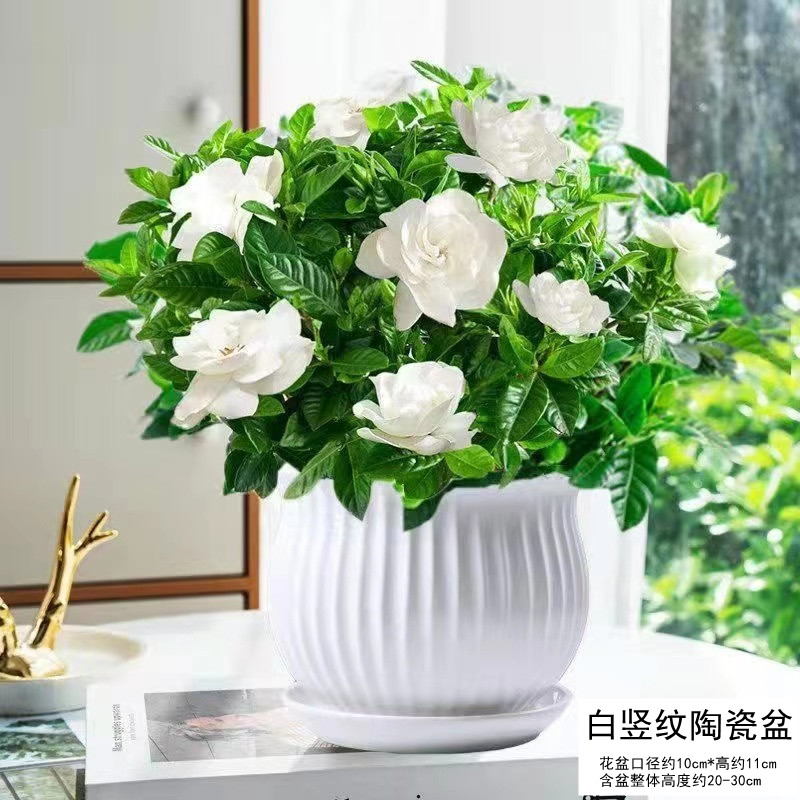 栀子花盆栽九里香水培茉莉花卉绿植物室内四季开花客厅大型绿箩 热销180#大型栀子花大白竖纹陶瓷盆送营养肥