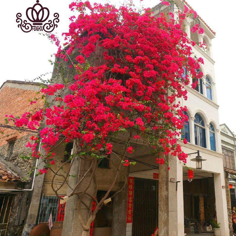 三角梅盆栽大苗多色重瓣爬藤植物庭院室内四季带花卉老桩阳台 玫红色5